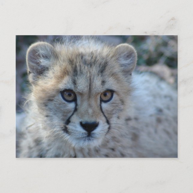 4x6 cheetah postcard (Front)