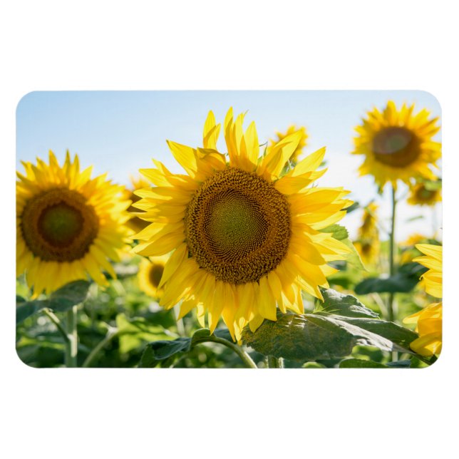 4x6 Flat Magnet (Horizontal)