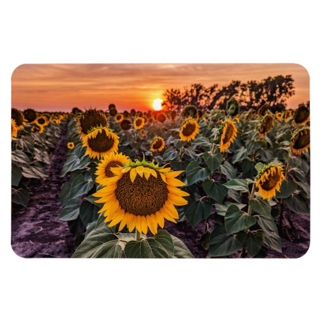 4x6 Flat Magnet (Horizontal)