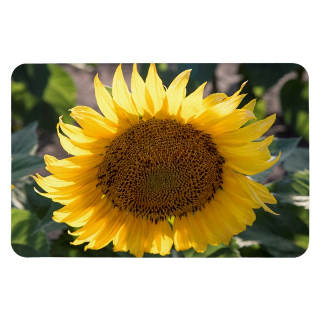 4x6 Flat Magnet (Horizontal)