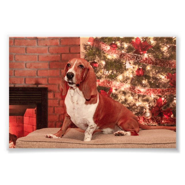 4x6 Hound at Christmas Photo Print (Front)