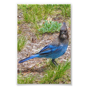 4x6 photo blue jay