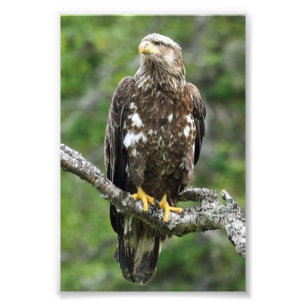 4x6 photo eagle