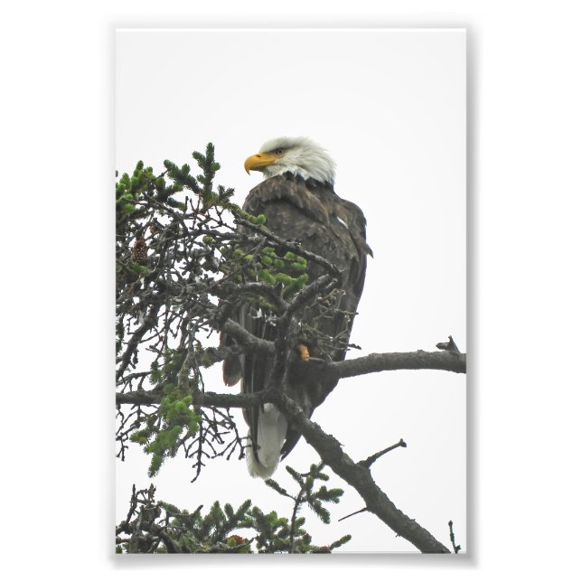 4x6 photo eagle (Front)
