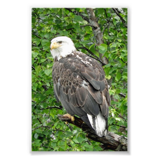 4x6 photo eagle print (Front)