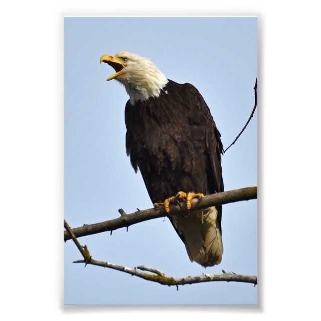 4x6 photo eagle print (Front)