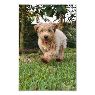 4x6 photo golden doodle puppy
