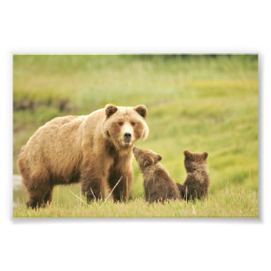 4x6 photo grizzly bear