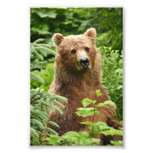 4x6 photo grizzly bear print