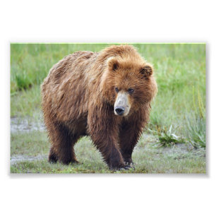 4x6 photo  grizzly bear print
