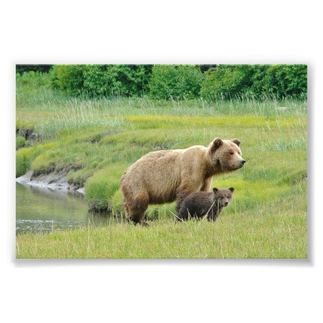 4x6 photo grizzly bears (Front)