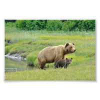 4x6 photo grizzly bears