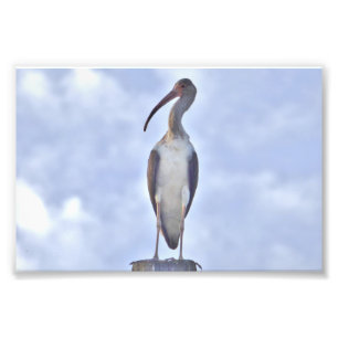 4x6 photo of crane print