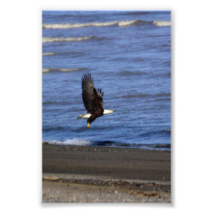 4x6 photo of eagle