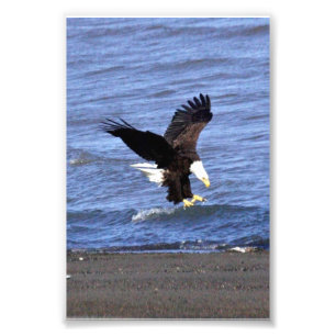 4x6 photo of eagle print