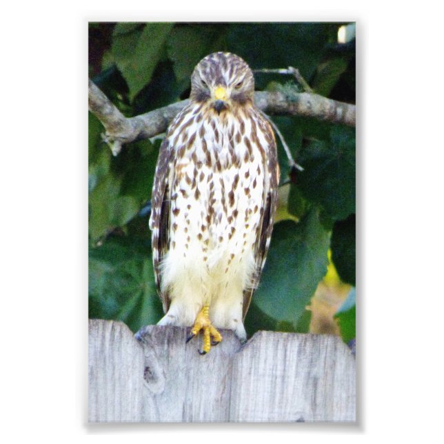 4x6 photo of hawk print (Front)