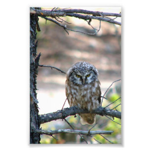 4x6 photo of owl