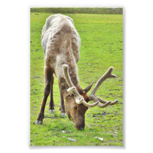 4x6 Photo Paper (Satin) of elk