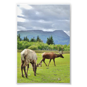 4x6 Photo Paper (Satin) of elk Print
