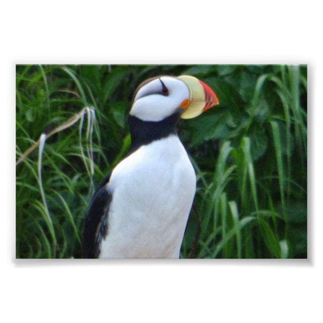 4x6 photo puffin (Front)