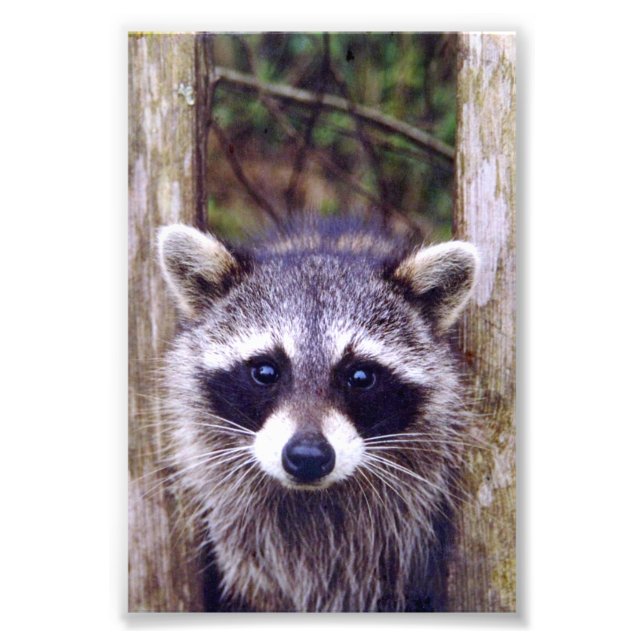 4x6 photo racoon print (Front)