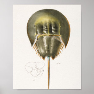 50  51 Atlantic horseshoe crab (Polyphemus occiden Poster