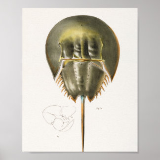 50 51 Atlantic horseshoe crab (Polyphemus occiden Poster