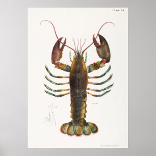 52 53 American lobster (Homarus americanus) from Poster
