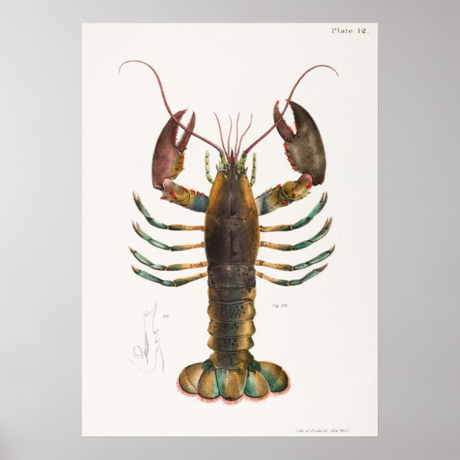 52  53 American lobster (Homarus americanus)  from Poster (Front)