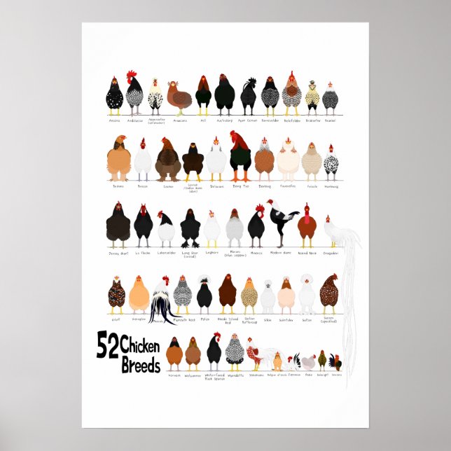 52 breeds of chickens poster (Front)