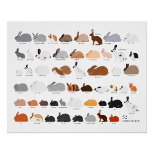 52 rabbit breeds chart