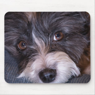 5402-Merry Anna the Papijack Dog Mouse Pad