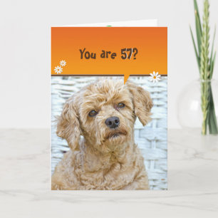 57th birthday brown poodle on wicker card