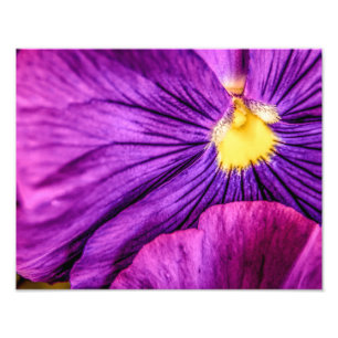 5884-Purple Pansy Photo Print