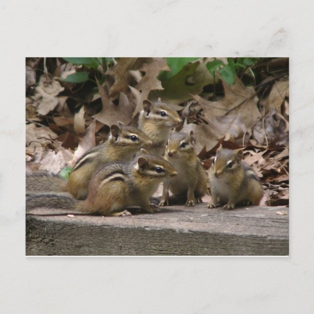 5 Baby Chipmunks Postcard (Front)