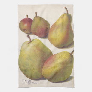 5 vintage pears illustrated tea towel