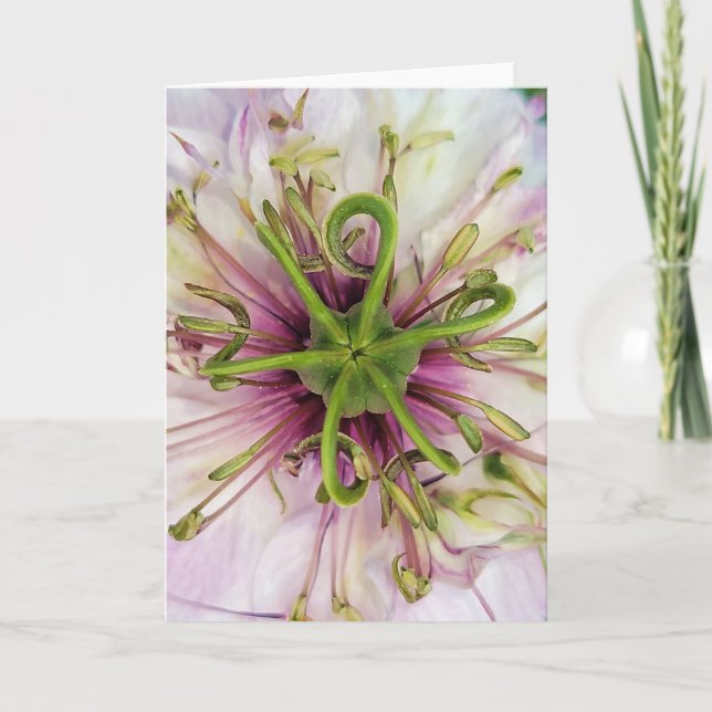 5"x7" Folded Card || Love-In-A-Mist (Front)