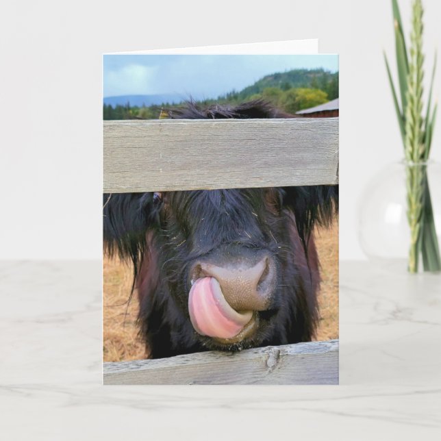 5"x7" Folded Card || Scottish Highland Cow (Front)