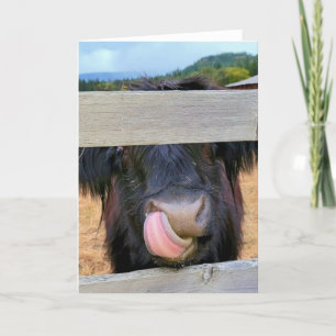 5"x7" Folded Card Scottish Highland Cow