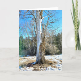 5"x7" Folded Card || Sunny Cottonwood
