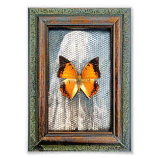 5" x 7" Black-Bordered Charaxes Butterfly Photo Print