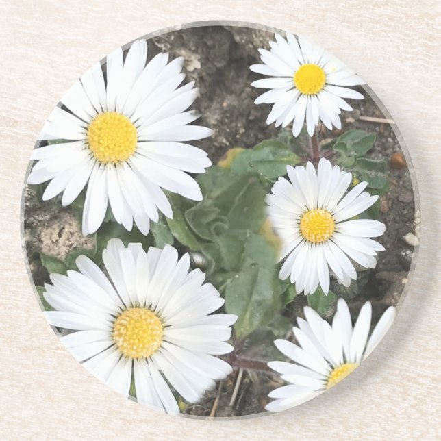 5th Anniversary, Wood and Daisies Coaster (Front)
