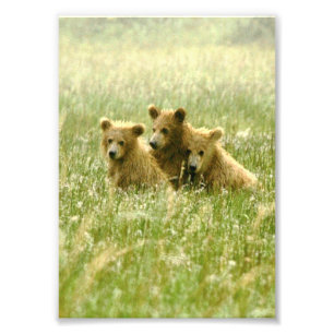 5x7 grizzly bears Photo Print