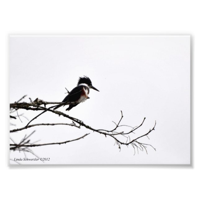 5X7 Kingfisher Against the Stark Sky Photo Print (Front)