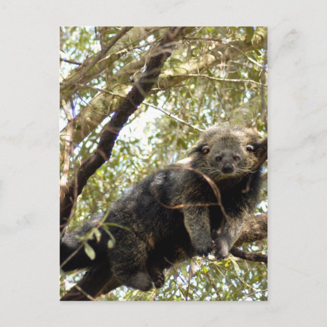 5x7 Postcard Template (Front)