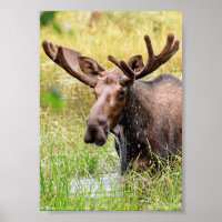 5x7 Poster Paper (Matte) of moose