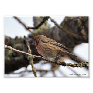 5X7 Red Finch Photo Print