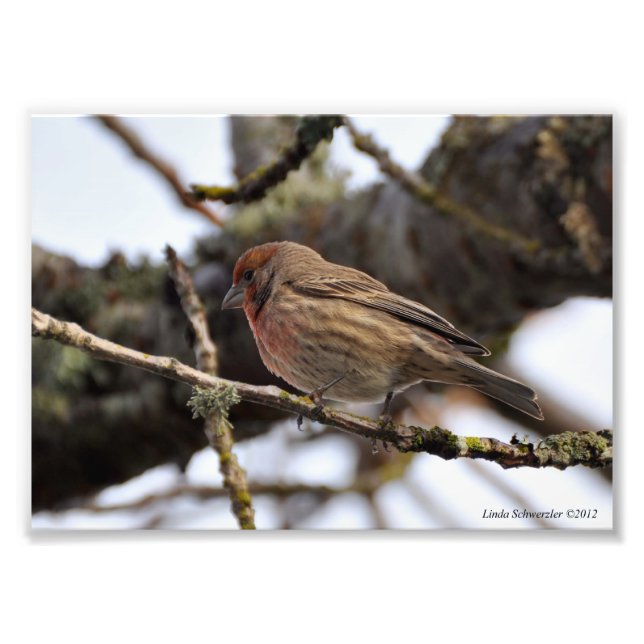 5X7 Red Finch Photo Print (Front)