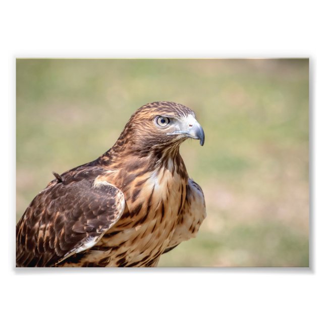 5x7 Red-Tailed Hawk Photo Print (Front)