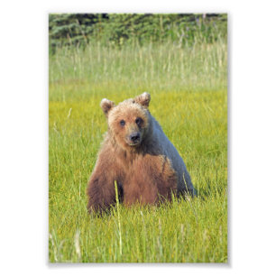 5x7 Satin photo of grizzly bear Print
